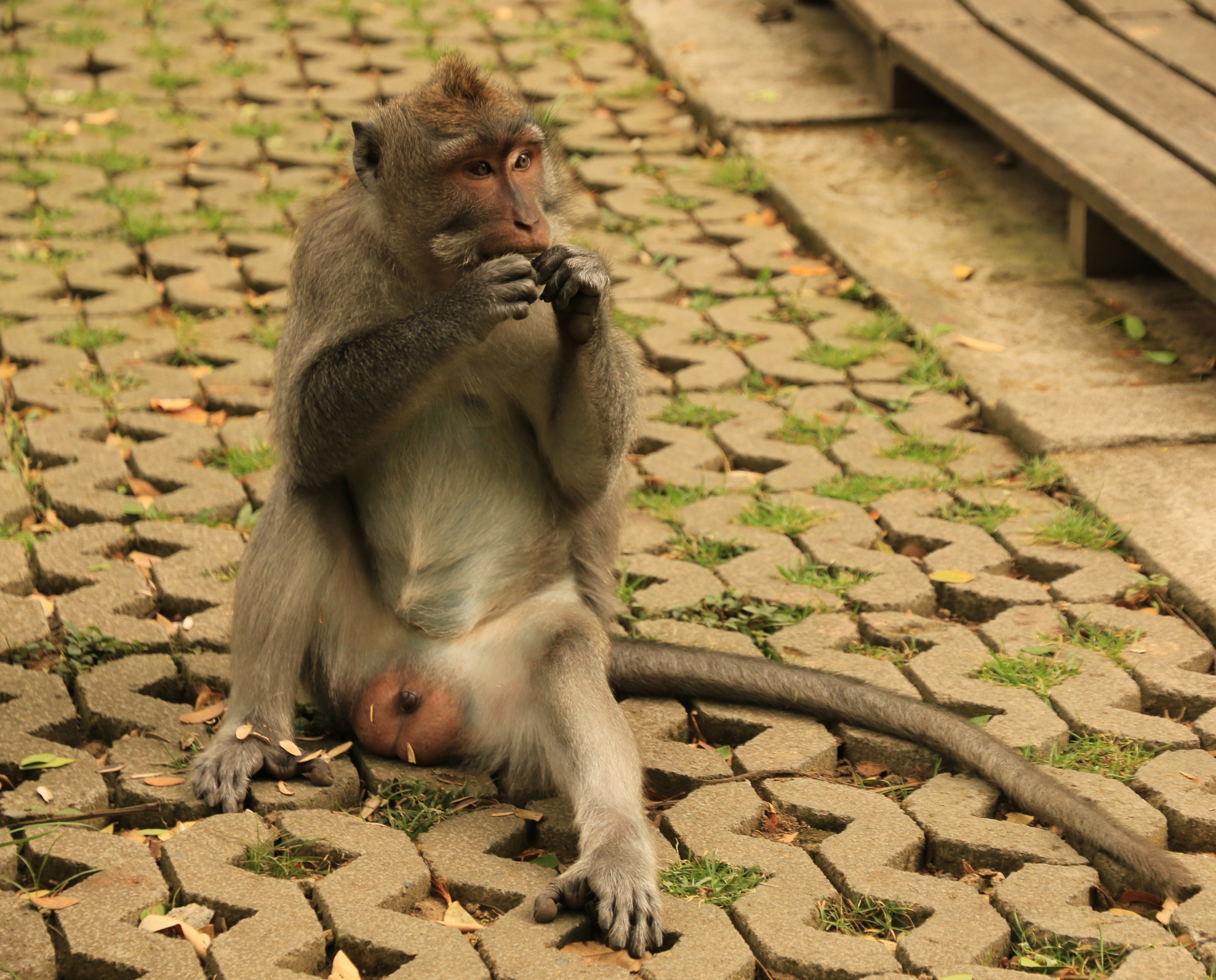 Ubud monkeys